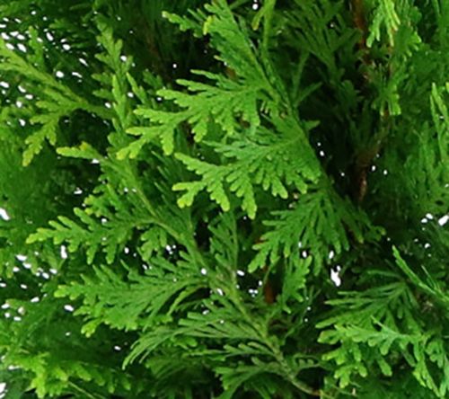 Cottage Farms Green Giant Arborvitae — View 2