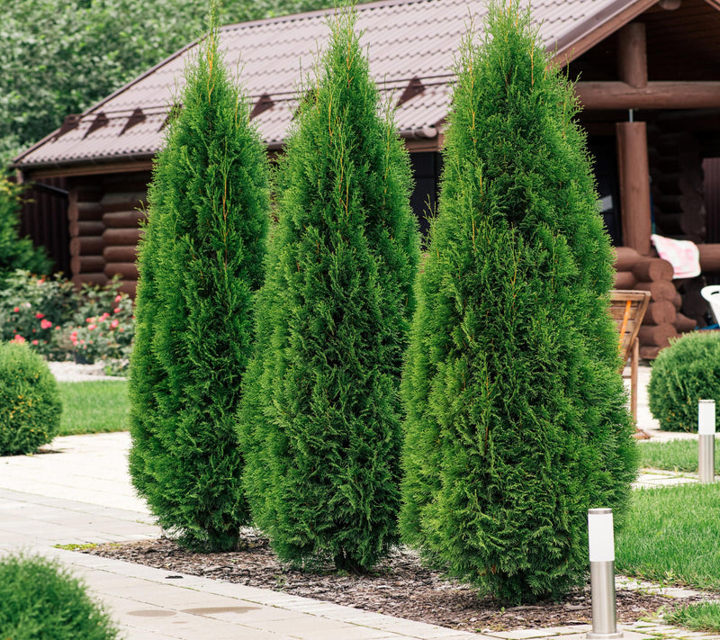 Cottage Farms Green Giant Arborvitae — View 3