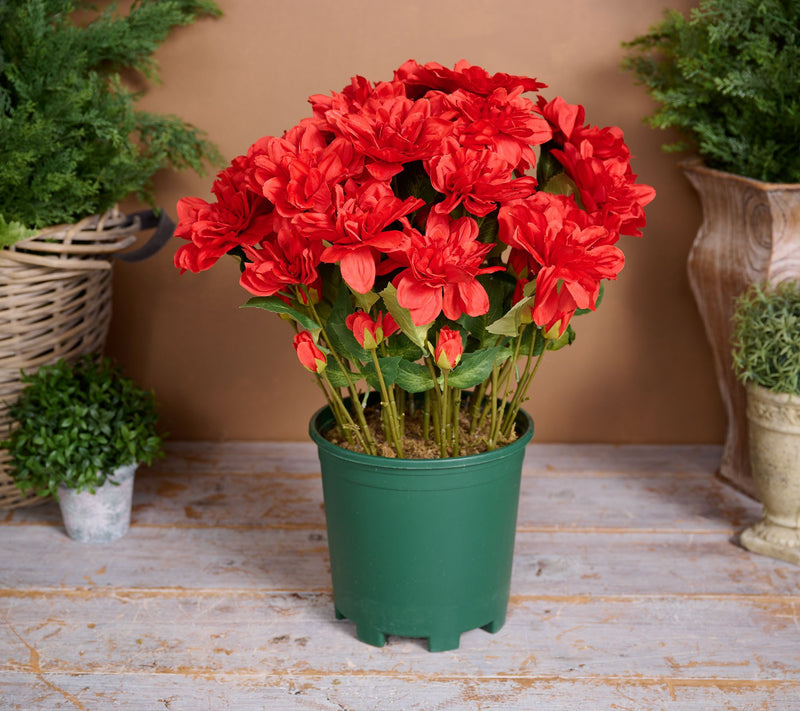 24" Deluxe Mums in Starter Pot by Valerie — Main view