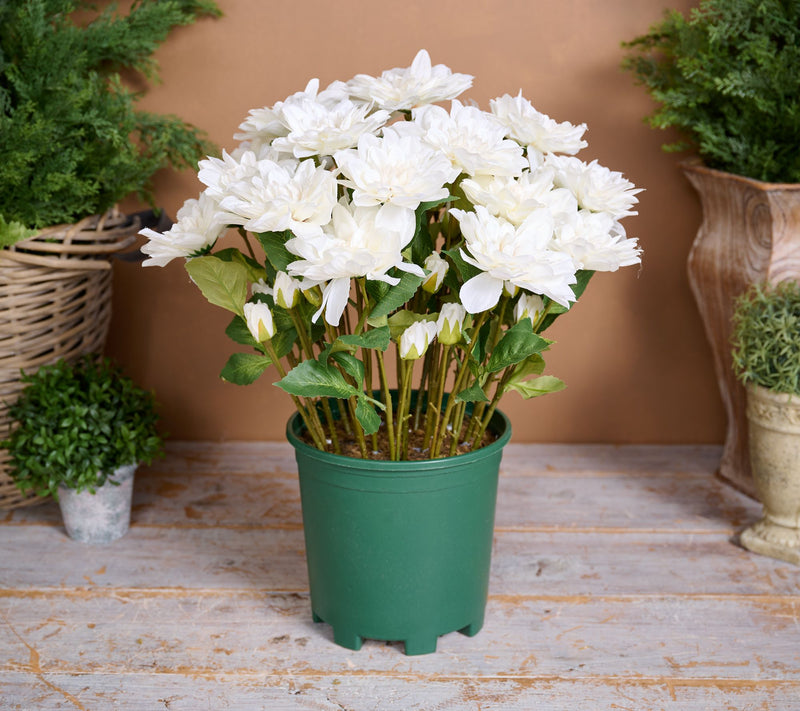 24" Deluxe Mums in Starter Pot by Valerie — View 5