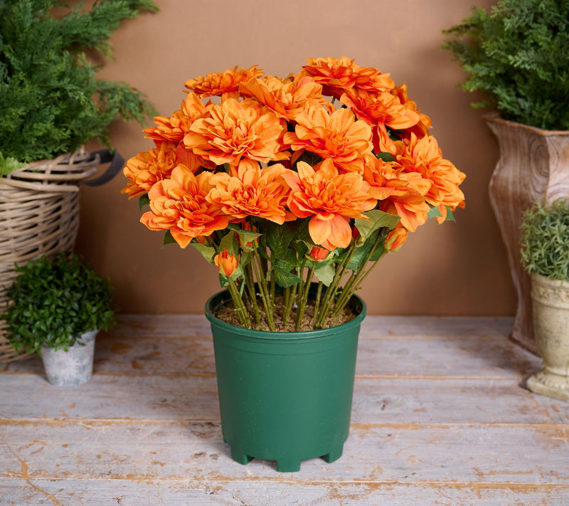 24" Deluxe Mums in Starter Pot by Valerie — View 7
