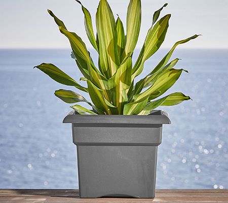 Bloem Veranda Deck Box Planter Square: 18" — View 3