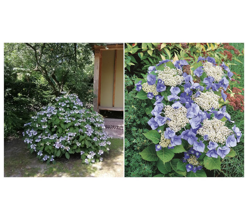 Roberta's 1 pc. Hydrangea Game Changer Blue — View 7