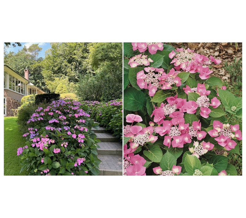 Roberta's 1 pc. Hydrangea Game Changer Blue — View 8