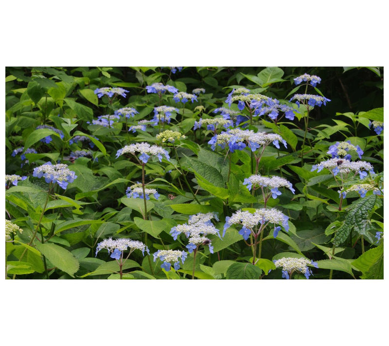 Roberta's 1 pc. Hydrangea Game Changer Blue — View 3