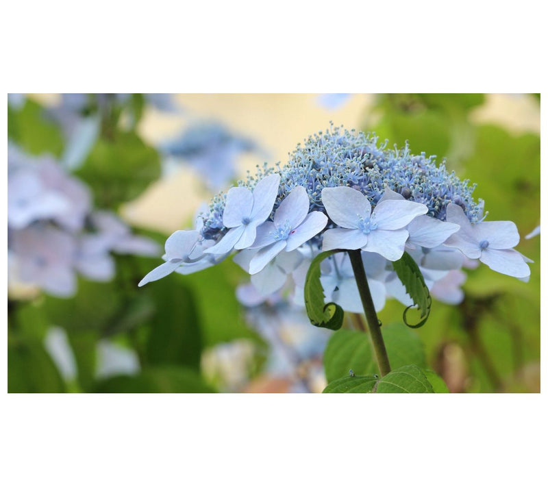 Roberta's 1 pc. Hydrangea Game Changer Blue — View 2