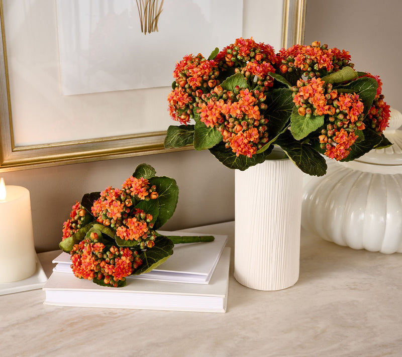 Set of 3 Kalanchoe Plants By Valerie — Main view