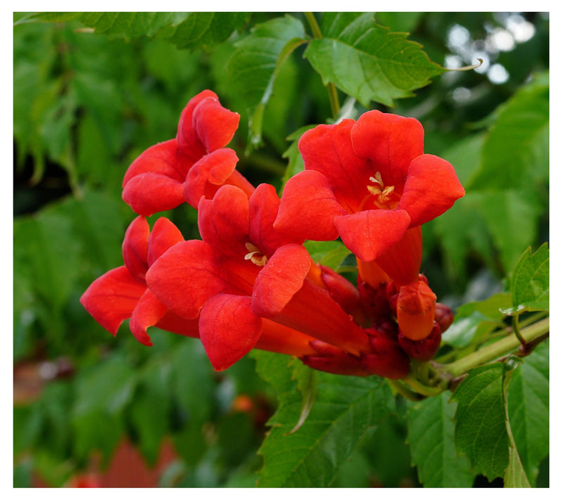 Cottage Farms 2-Piece Red Hot Trumpet Vine — View 6