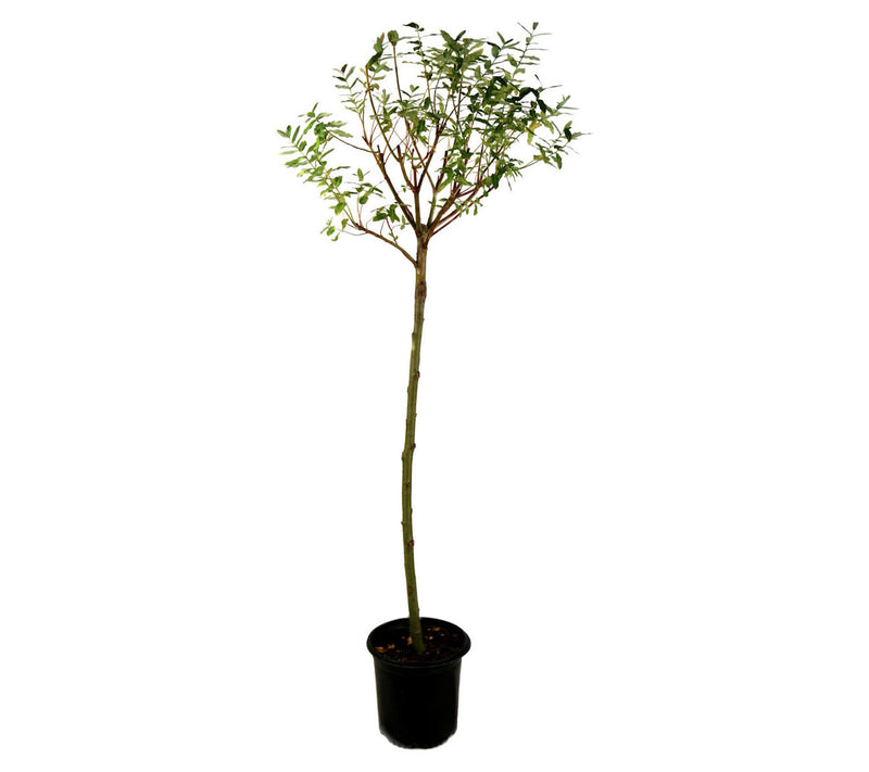 Cottage Farms Tricolor Willow Tree — View 5