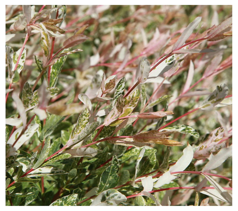 Cottage Farms Tricolor Willow Tree — View 4