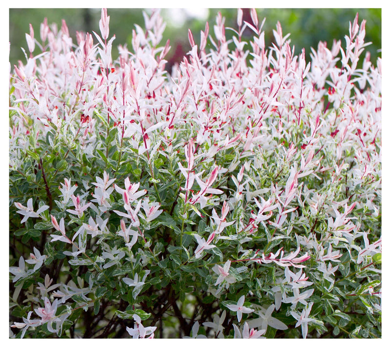 Cottage Farms Tricolor Willow Tree — View 2