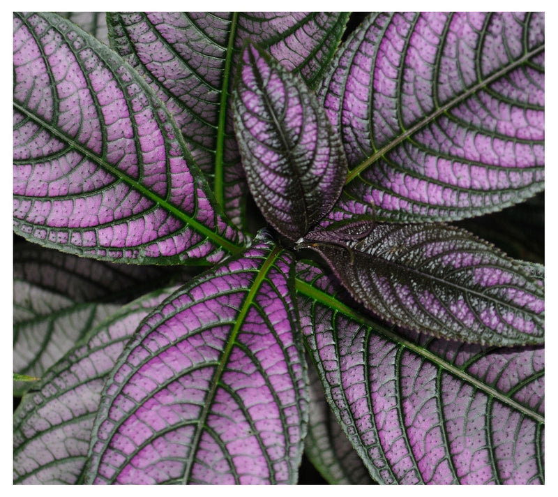 Cottage Farms 3-Piece Purple Persian Shield — Main view