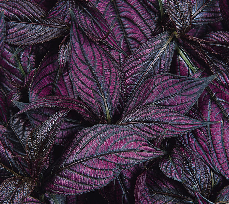 Cottage Farms 3-Piece Purple Persian Shield — View 3