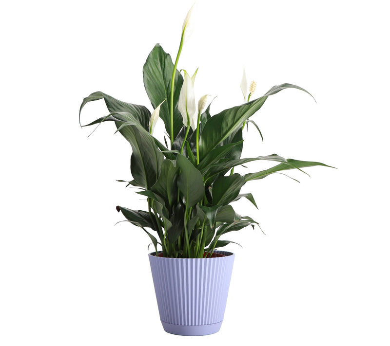 Thorsen's Greenhouse Live 4" Peace Lily in Ruffle Pot — View 5