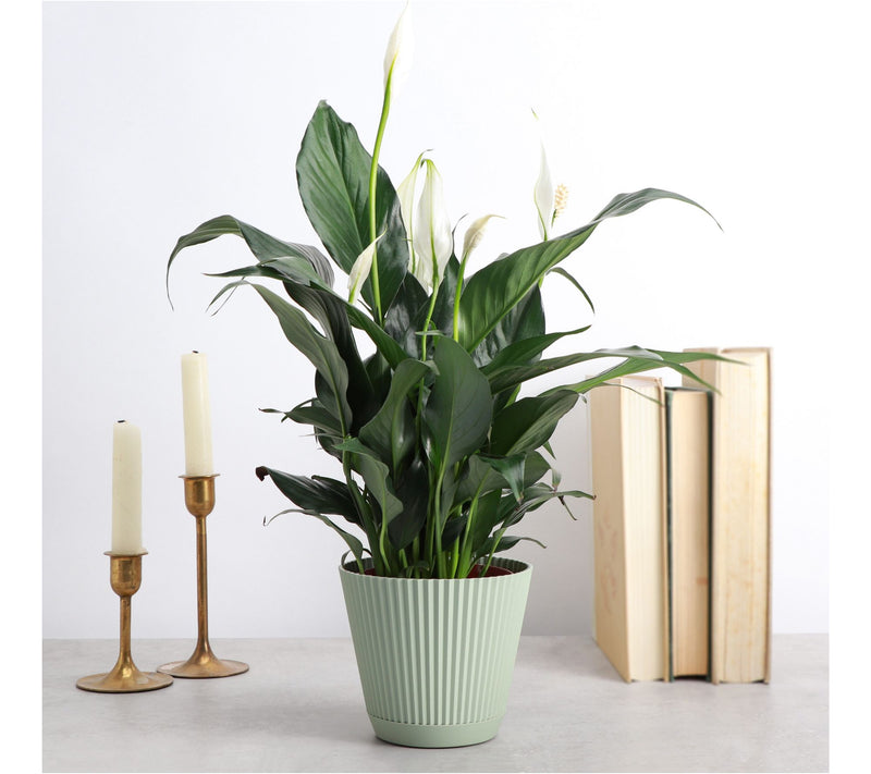 Thorsen's Greenhouse Live 4" Peace Lily in Ruffle Pot — View 3