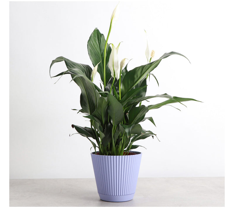 Thorsen's Greenhouse Live 4" Peace Lily in Ruffle Pot — View 4