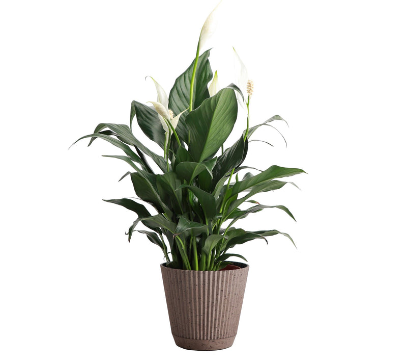 Thorsen's Greenhouse Live 4" Peace Lily in Ruffle Pot — Main view
