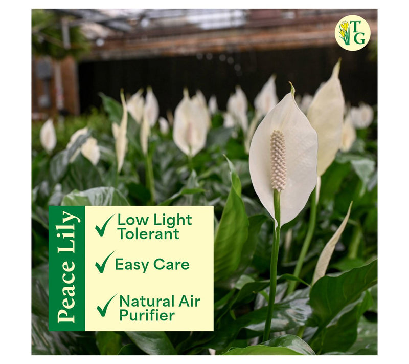 Thorsen's Greenhouse Live 4" Peace Lily in Ruffle Pot — View 7