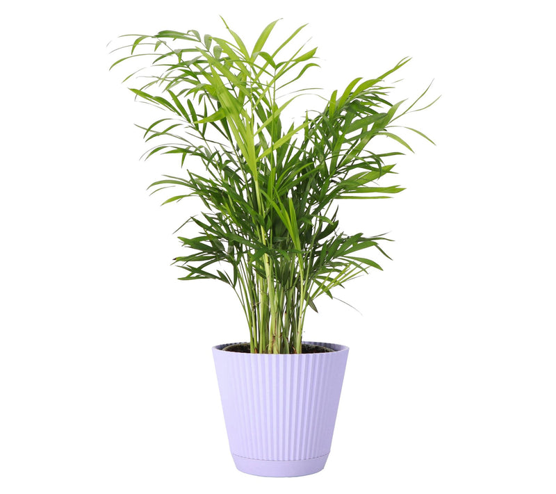 Thorsen's Greenhouse Live 4" Parlor Palm in Ruffle Pot — Main view