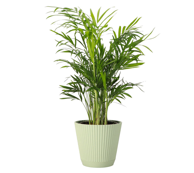 Thorsen's Greenhouse Live 4" Parlor Palm in Ruffle Pot — View 13