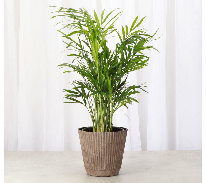 Thorsen's Greenhouse Live 4" Parlor Palm in Ruffle Pot — View 4