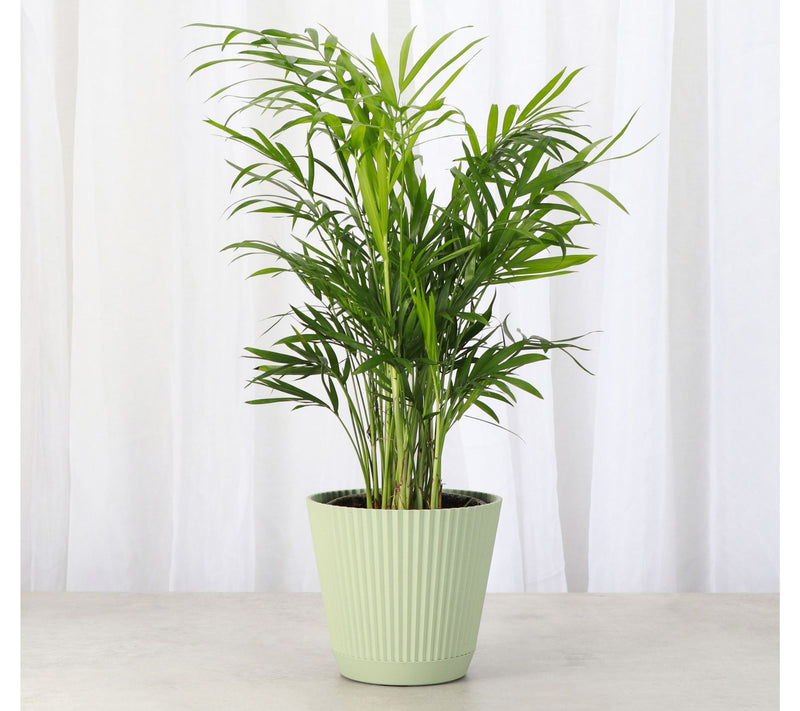 Thorsen's Greenhouse Live 4" Parlor Palm in Ruffle Pot — View 3