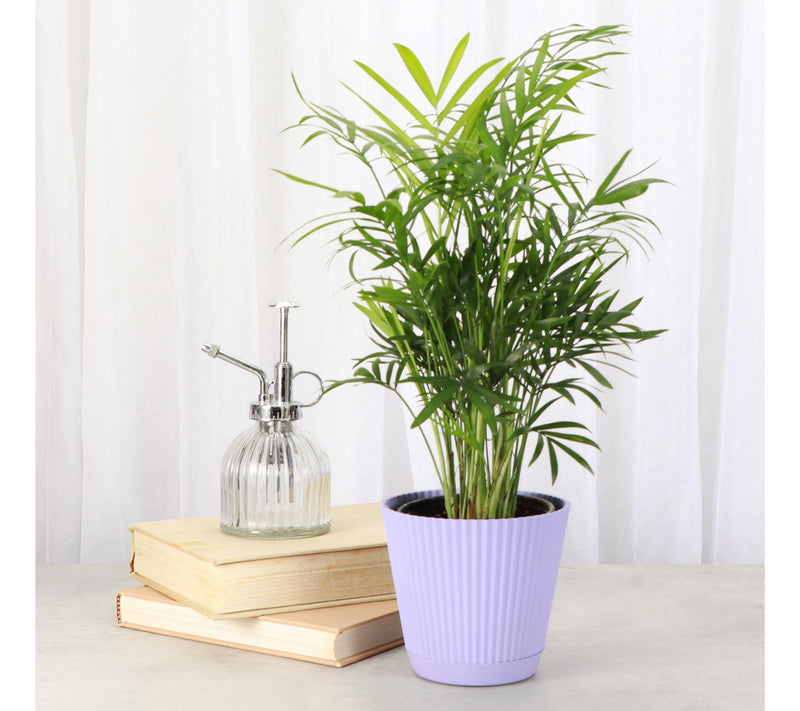 Thorsen's Greenhouse Live 4" Parlor Palm in Ruffle Pot — View 5