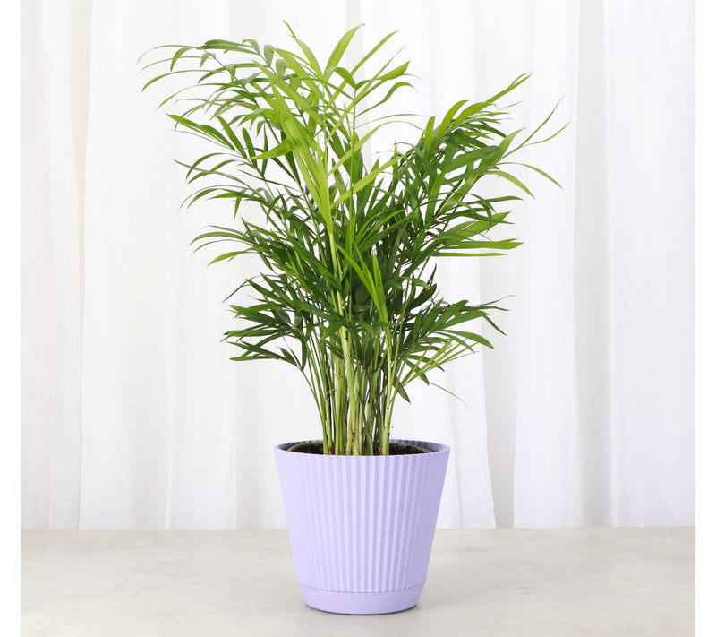 Thorsen's Greenhouse Live 4" Parlor Palm in Ruffle Pot — View 6