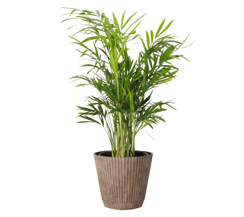 Thorsen's Greenhouse Live 4" Parlor Palm in Ruffle Pot — View 8