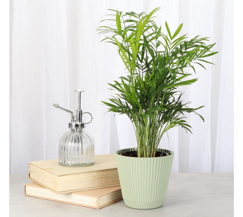 Thorsen's Greenhouse Live 4" Parlor Palm in Ruffle Pot — View 7