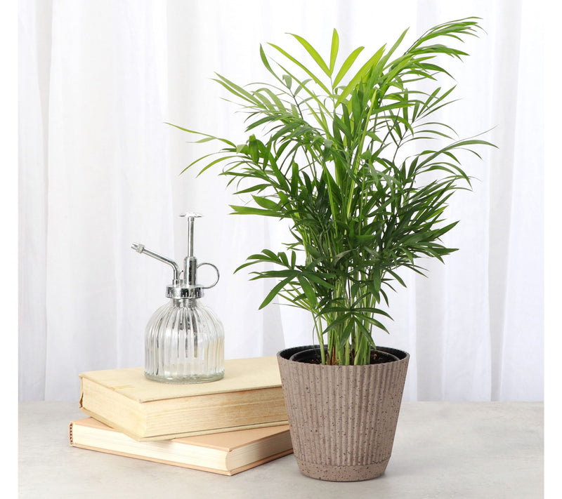 Thorsen's Greenhouse Live 4" Parlor Palm in Ruffle Pot — View 2