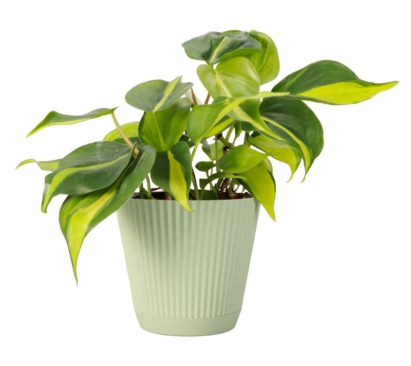 Thorsen's Greenhouse Live 4" Brazil Philodendron in Ruffle Pot — View 13