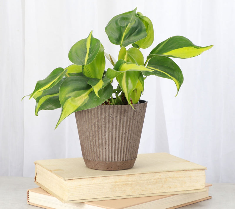 Thorsen's Greenhouse Live 4" Brazil Philodendron in Ruffle Pot — View 5