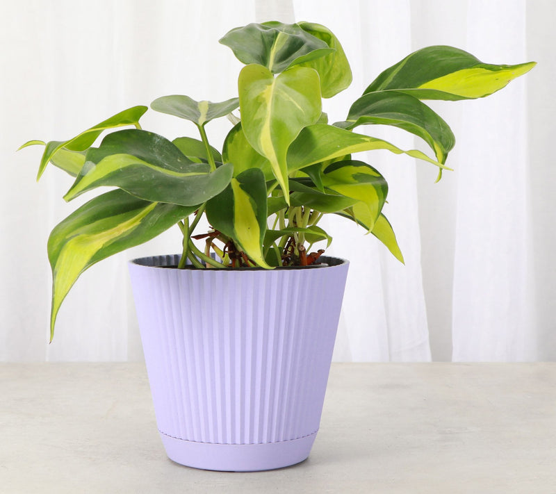 Thorsen's Greenhouse Live 4" Brazil Philodendron in Ruffle Pot — View 7
