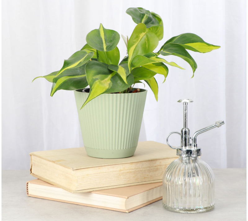 Thorsen's Greenhouse Live 4" Brazil Philodendron in Ruffle Pot — View 4