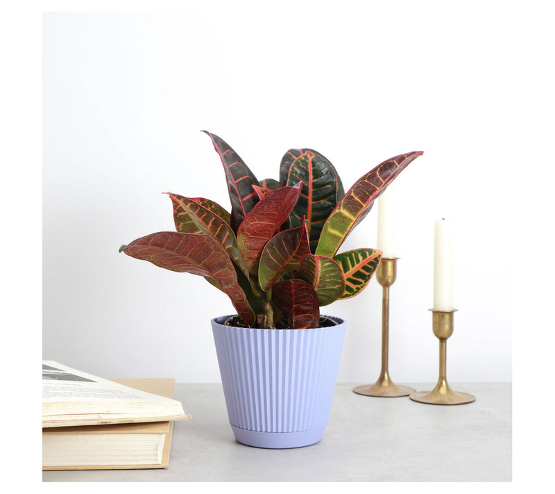 Thorsen's Greenhouse Live 4" Petra Croton in Ruffle Pot — View 6