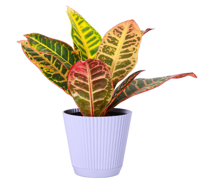 Thorsen's Greenhouse Live 4" Petra Croton in Ruffle Pot — View 12