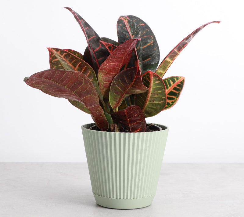 Thorsen's Greenhouse Live 4" Petra Croton in Ruffle Pot — View 7