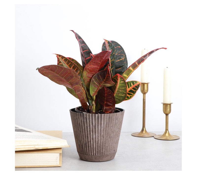 Thorsen's Greenhouse Live 4" Petra Croton in Ruffle Pot — View 5