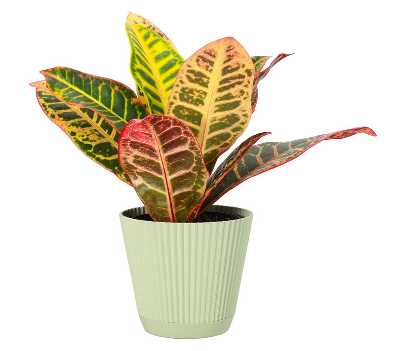 Thorsen's Greenhouse Live 4" Petra Croton in Ruffle Pot — View 4
