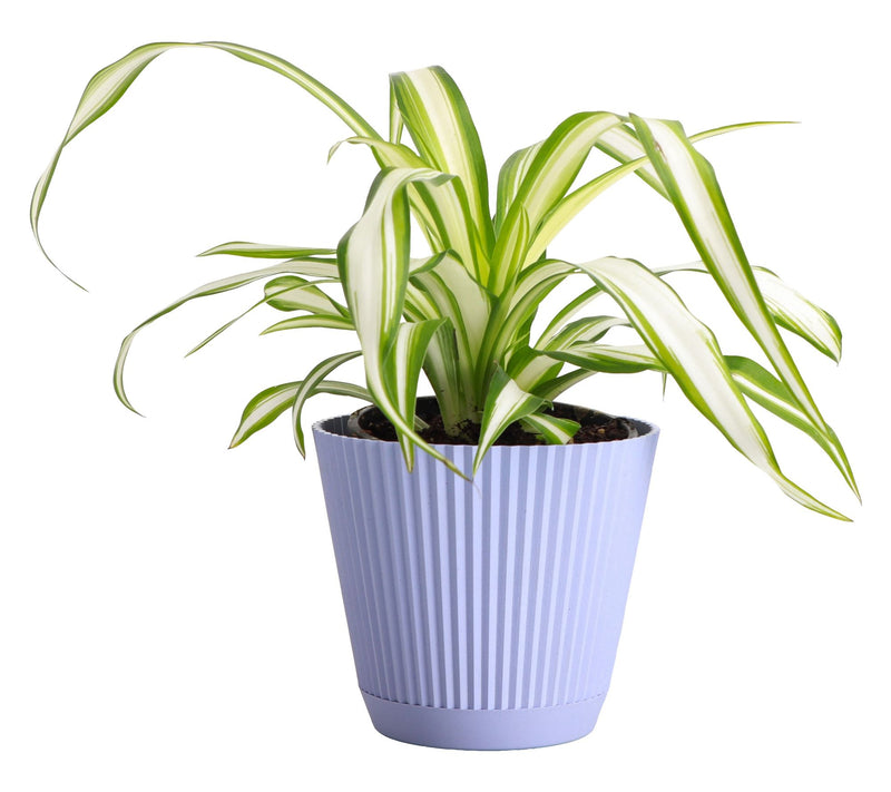 Thorsen's Greenhouse Live 4" Spider Plant in Ruffle Pot — View 12