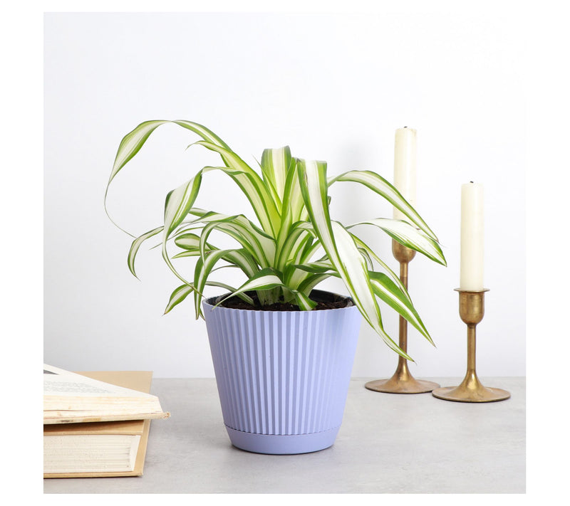Thorsen's Greenhouse Live 4" Spider Plant in Ruffle Pot — View 4