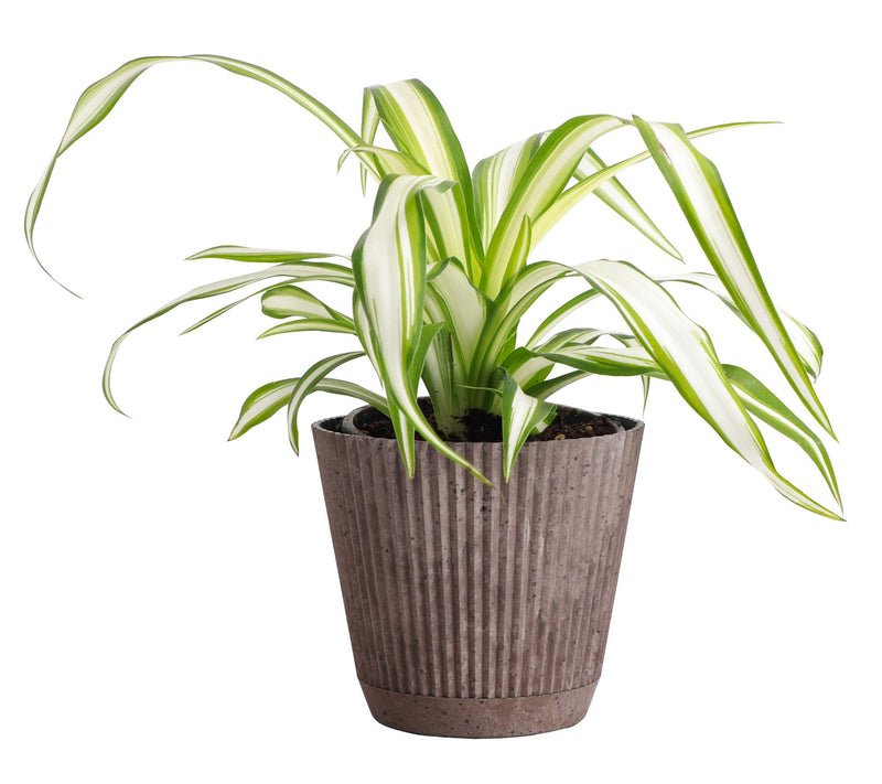 Thorsen's Greenhouse Live 4" Spider Plant in Ruffle Pot — View 14