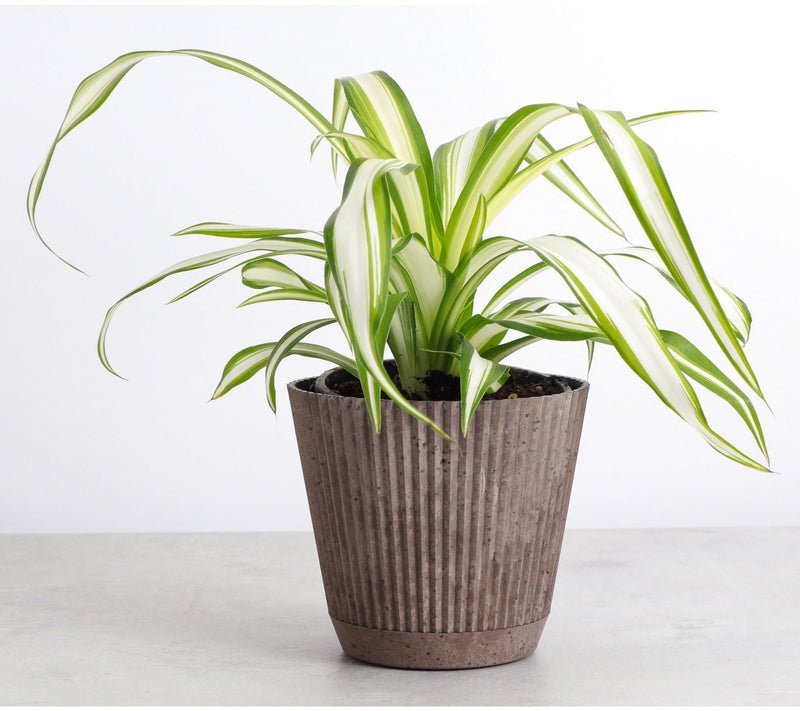 Thorsen's Greenhouse Live 4" Spider Plant in Ruffle Pot — View 7