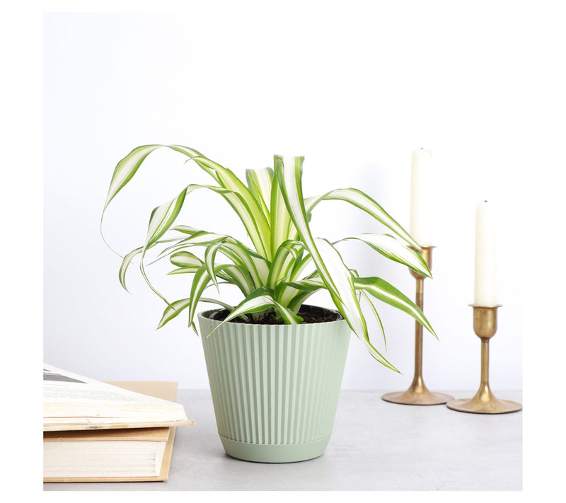 Thorsen's Greenhouse Live 4" Spider Plant in Ruffle Pot — View 6