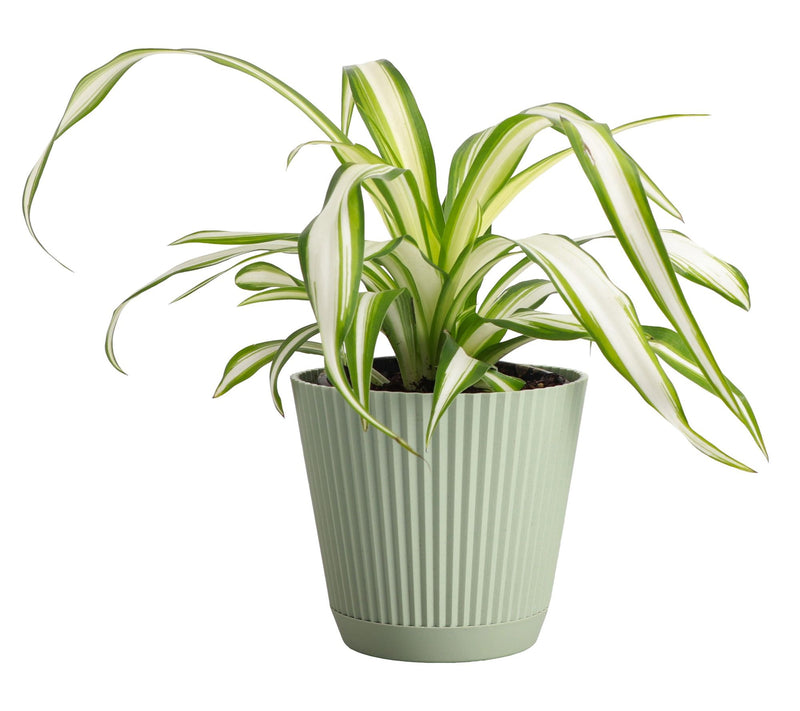 Thorsen's Greenhouse Live 4" Spider Plant in Ruffle Pot — Main view