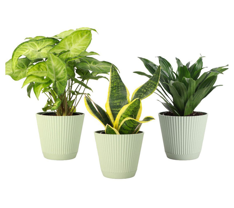 Thorsen's Greenhouse 3-Pack Live 4" Low Light Plants — Main view