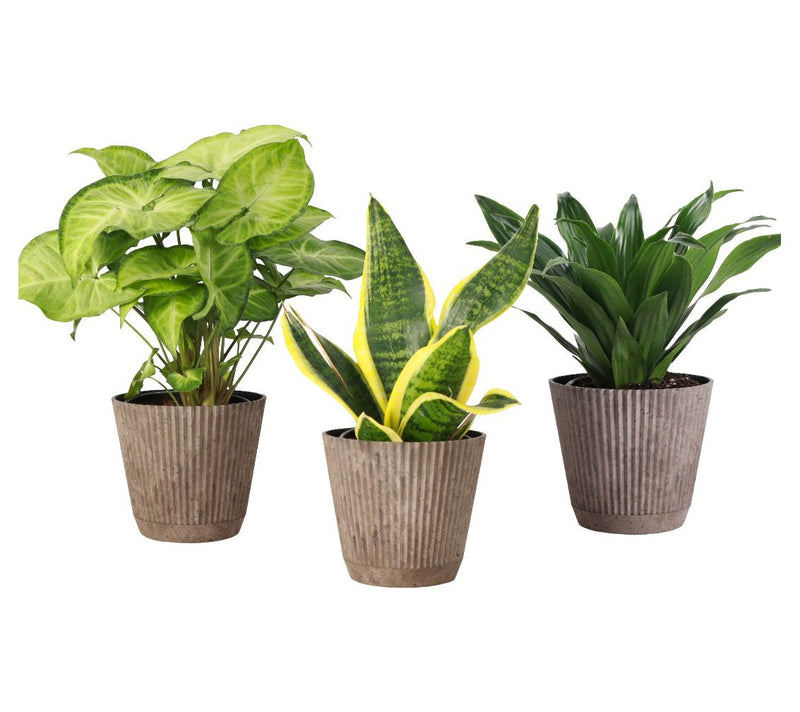 Thorsen's Greenhouse 3-Pack Live 4" Low Light Plants — View 2