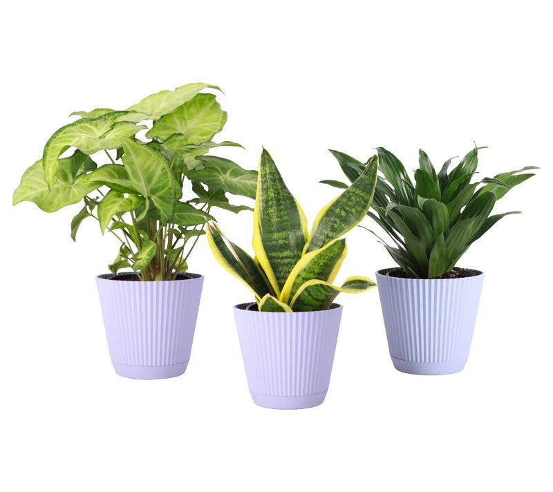 Thorsen's Greenhouse 3-Pack Live 4" Low Light Plants — View 12
