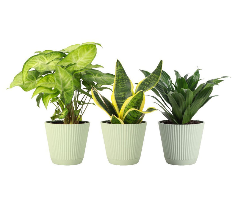 Thorsen's Greenhouse 3-Pack Live 4" Low Light Plants — View 8